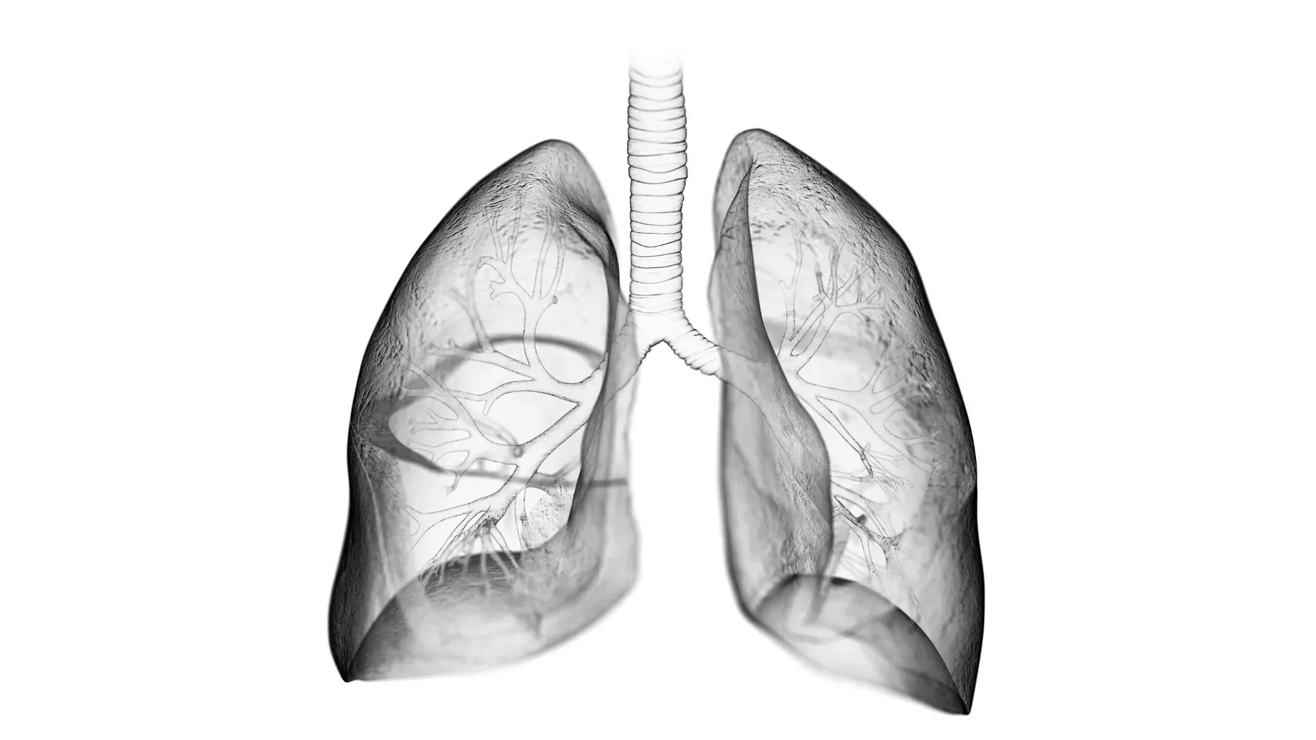 ¿Cuáles son los órganos más pesados del cuerpo humano?