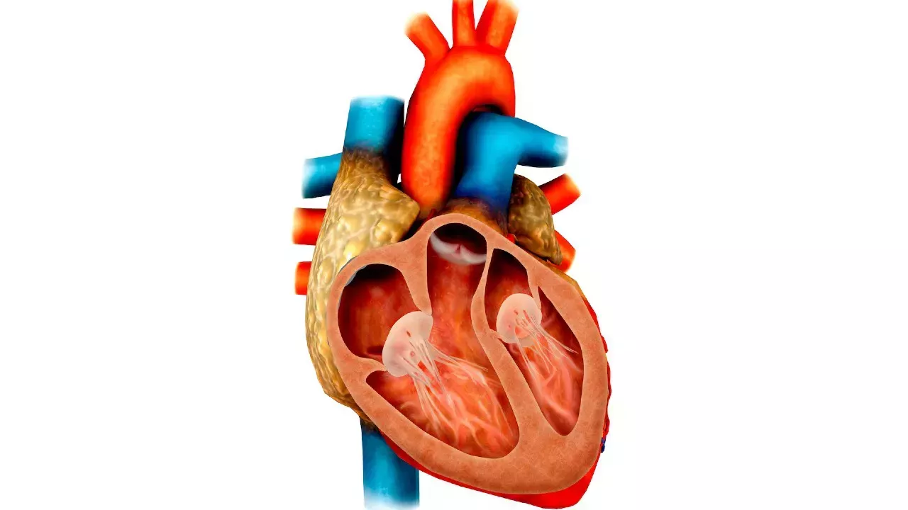 ¿Cuáles son los órganos más pesados del cuerpo humano?