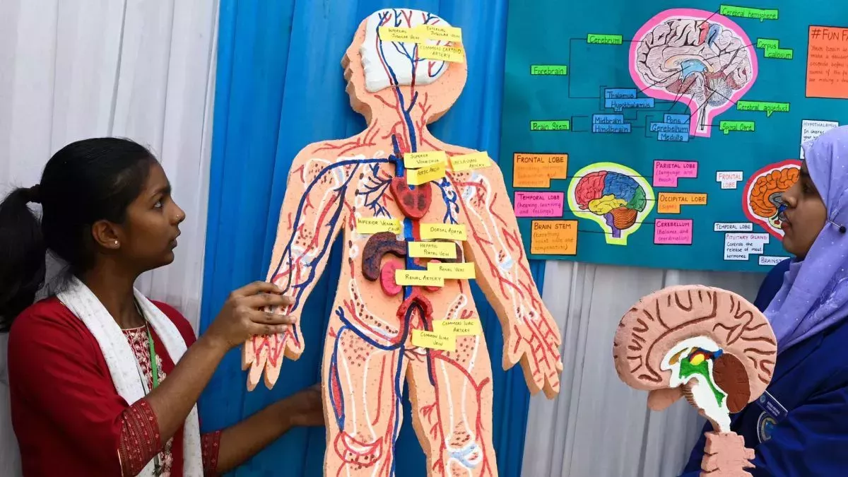 ¿Cuáles son los órganos más pesados del cuerpo humano?