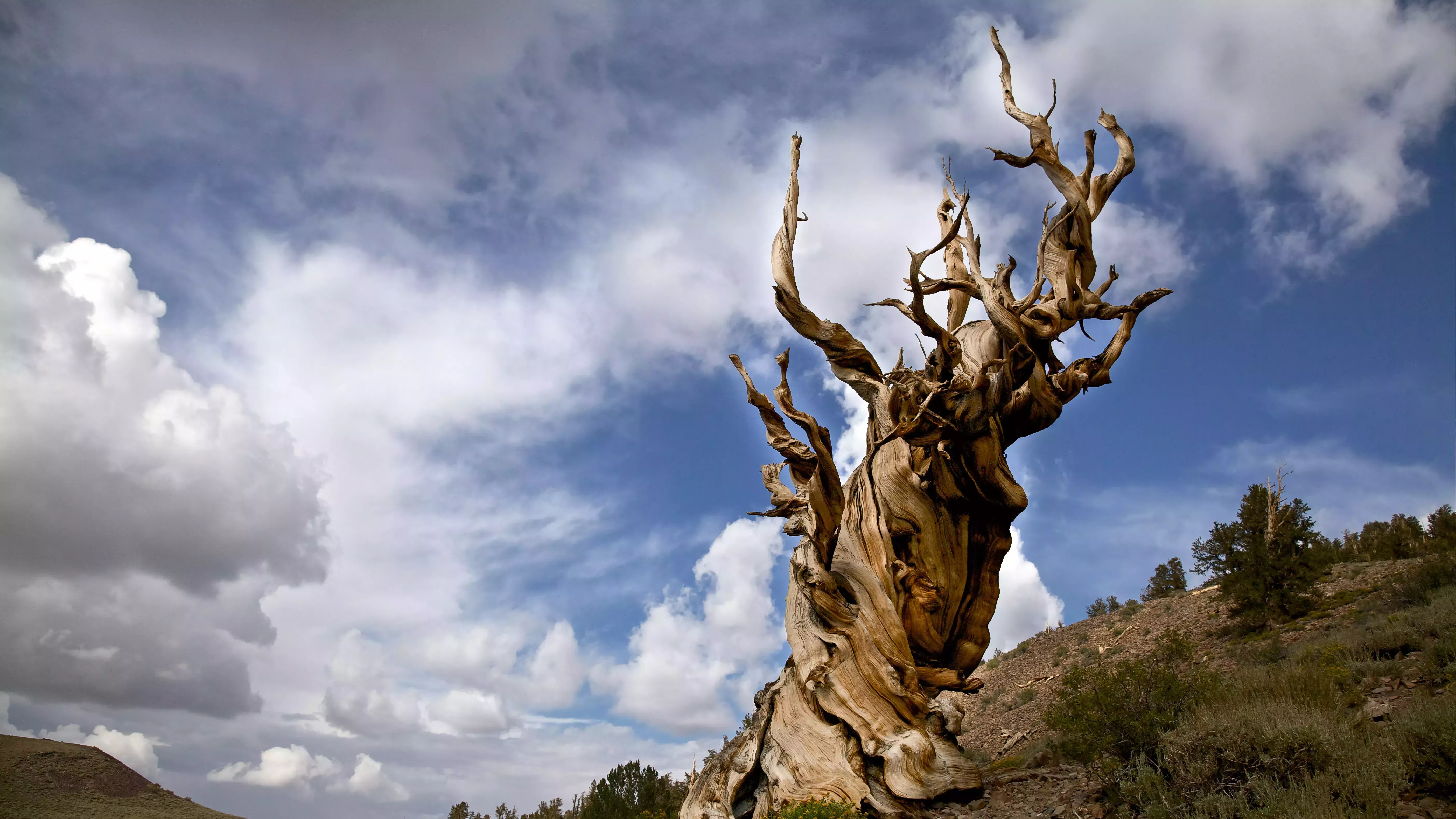El árbol más viejo del mundo (y los 7 finalistas)