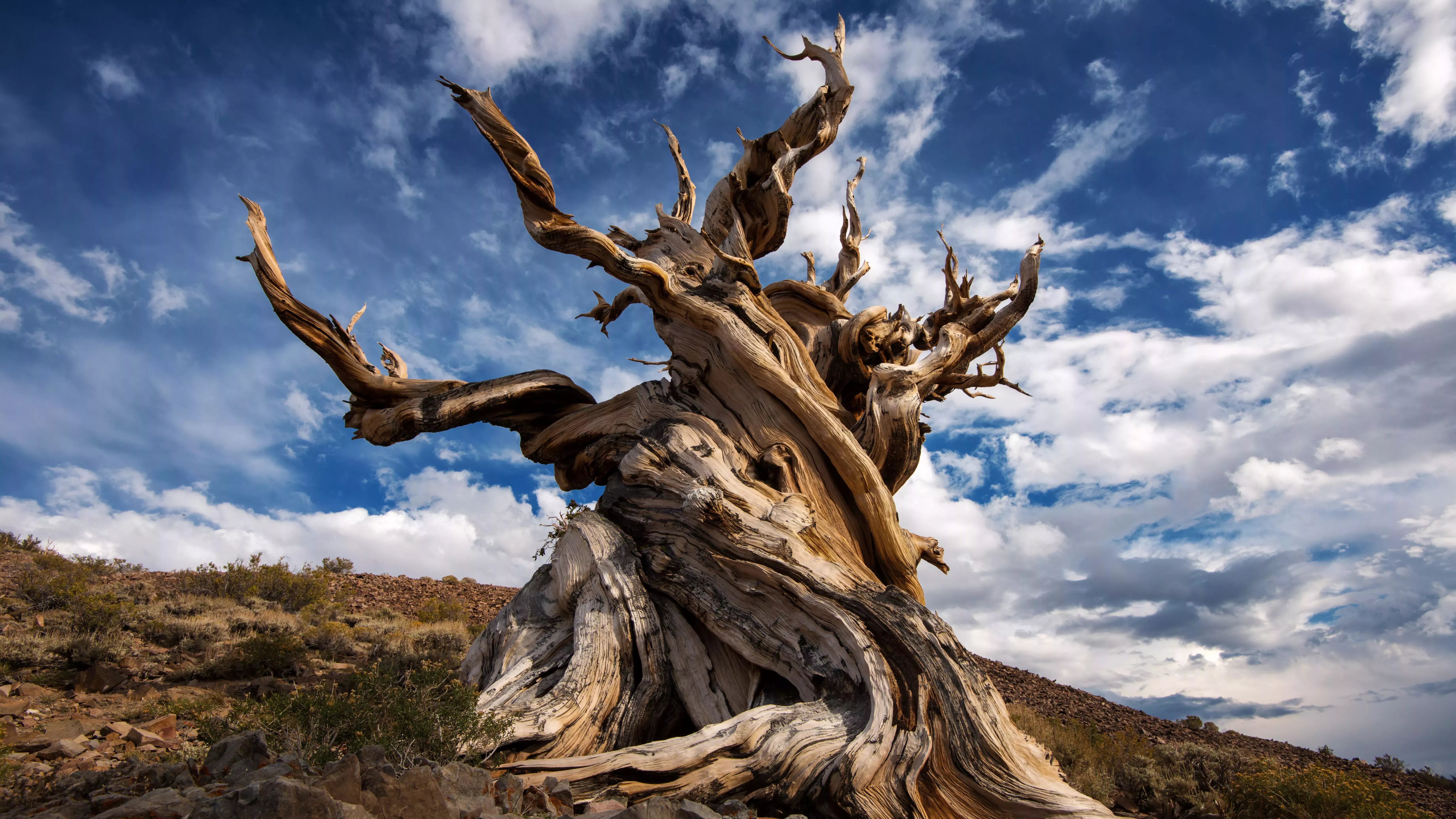 El árbol más viejo del mundo (y los 7 finalistas)