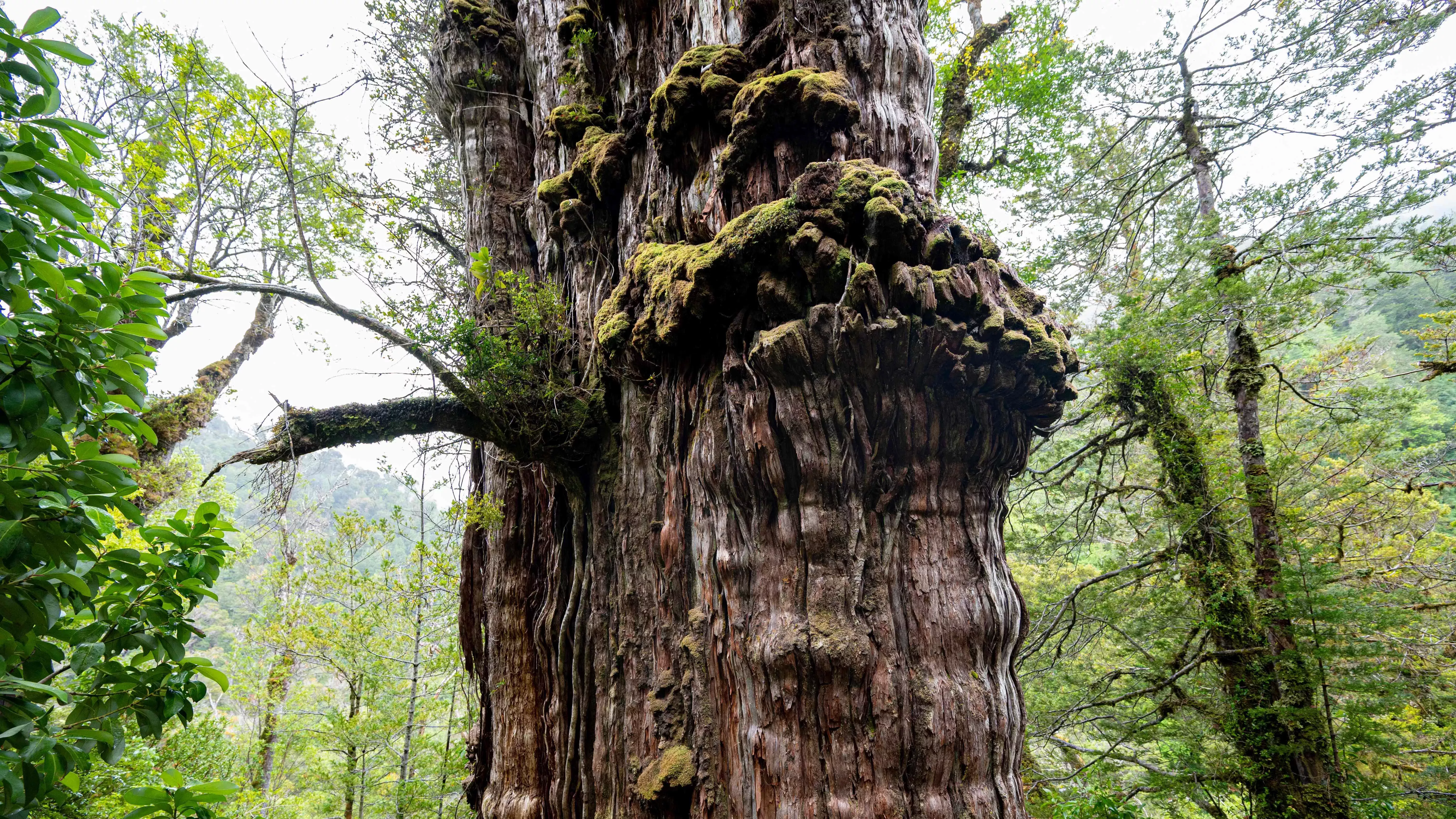 El árbol más viejo del mundo (y los 7 finalistas)