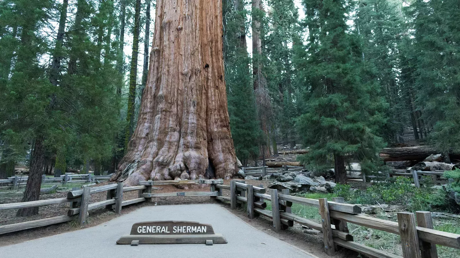 El árbol más viejo del mundo (y los 7 finalistas)