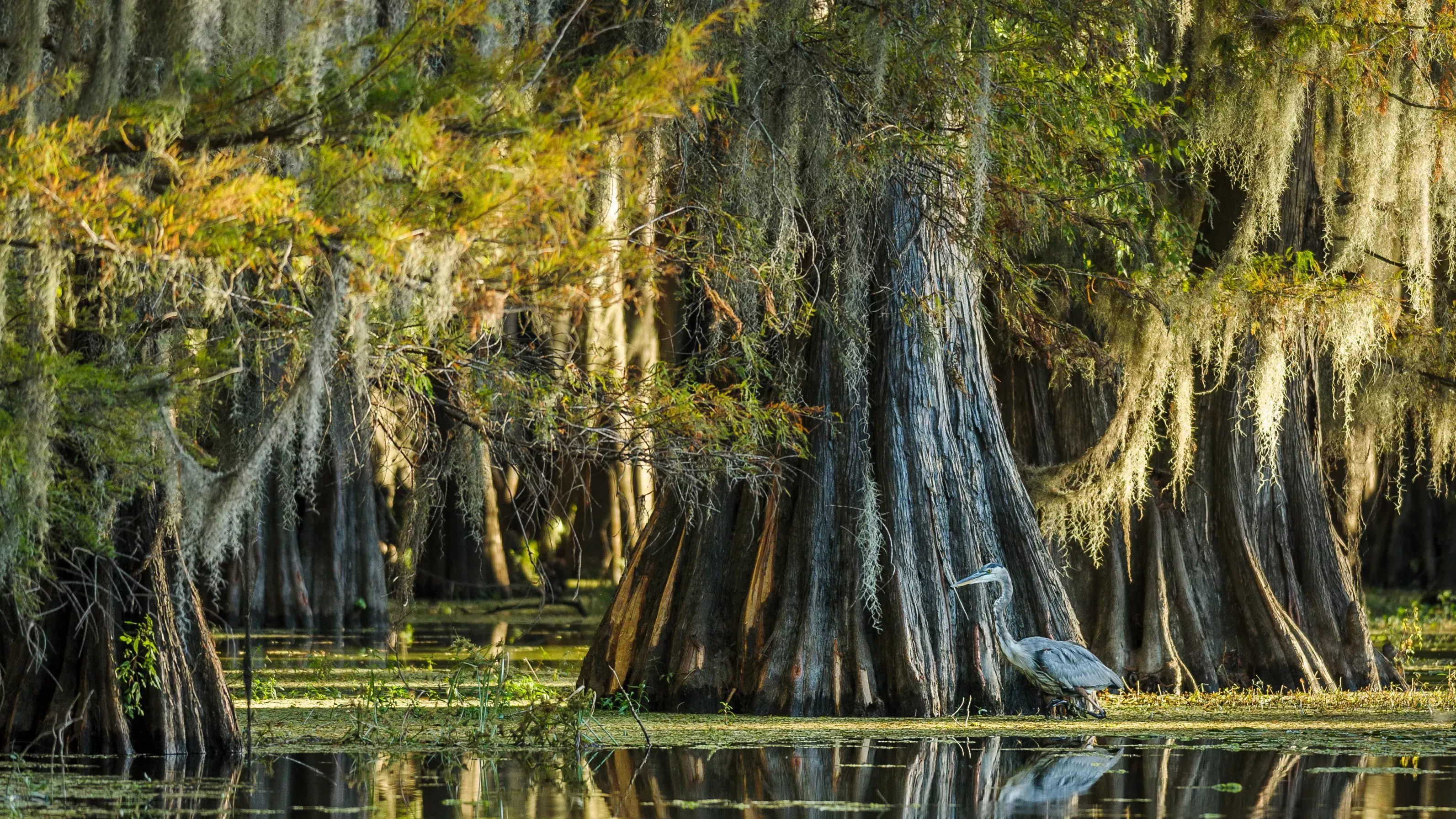 El árbol más viejo del mundo (y los 7 finalistas)