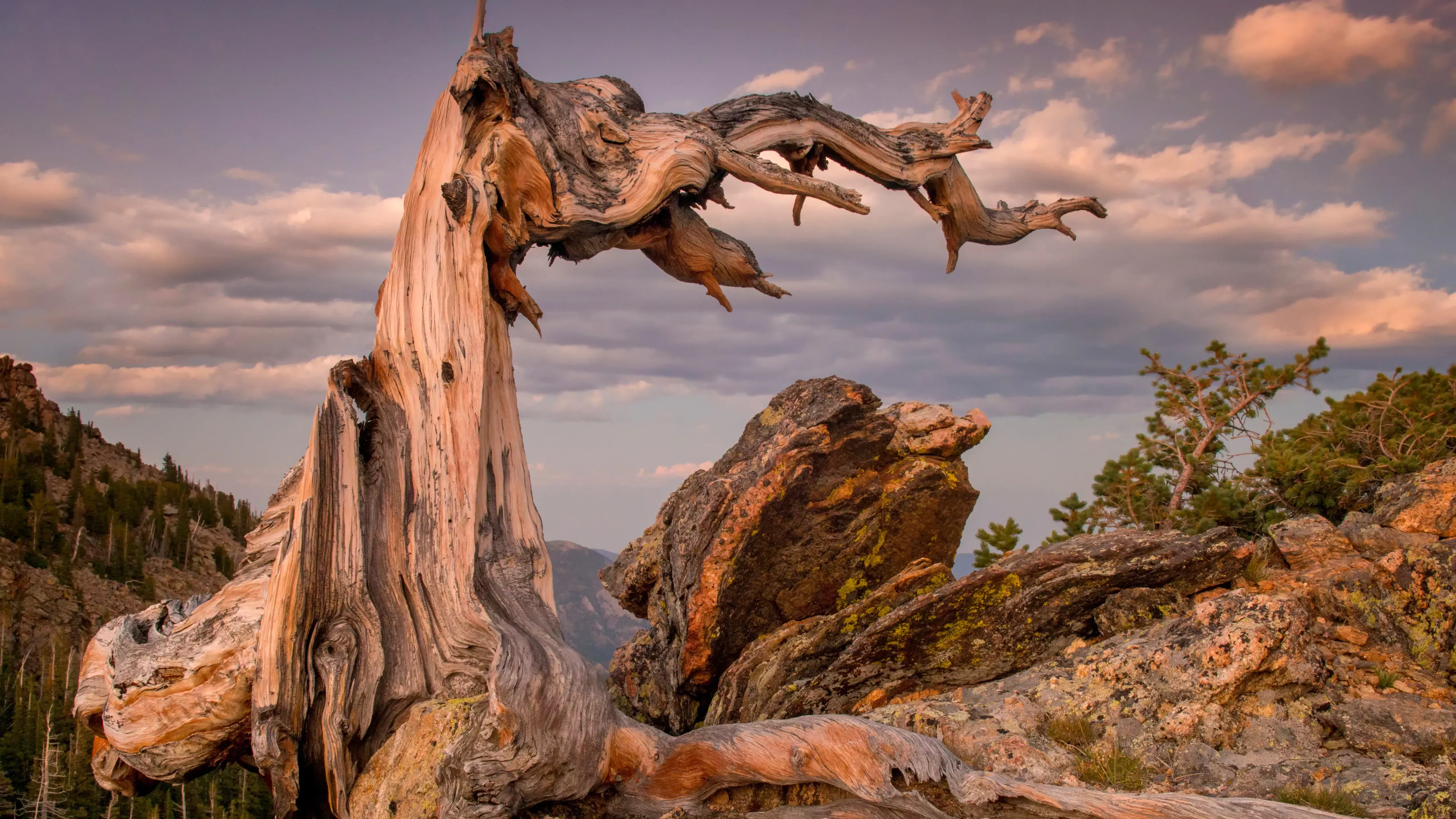 El árbol más viejo del mundo (y los 7 finalistas)