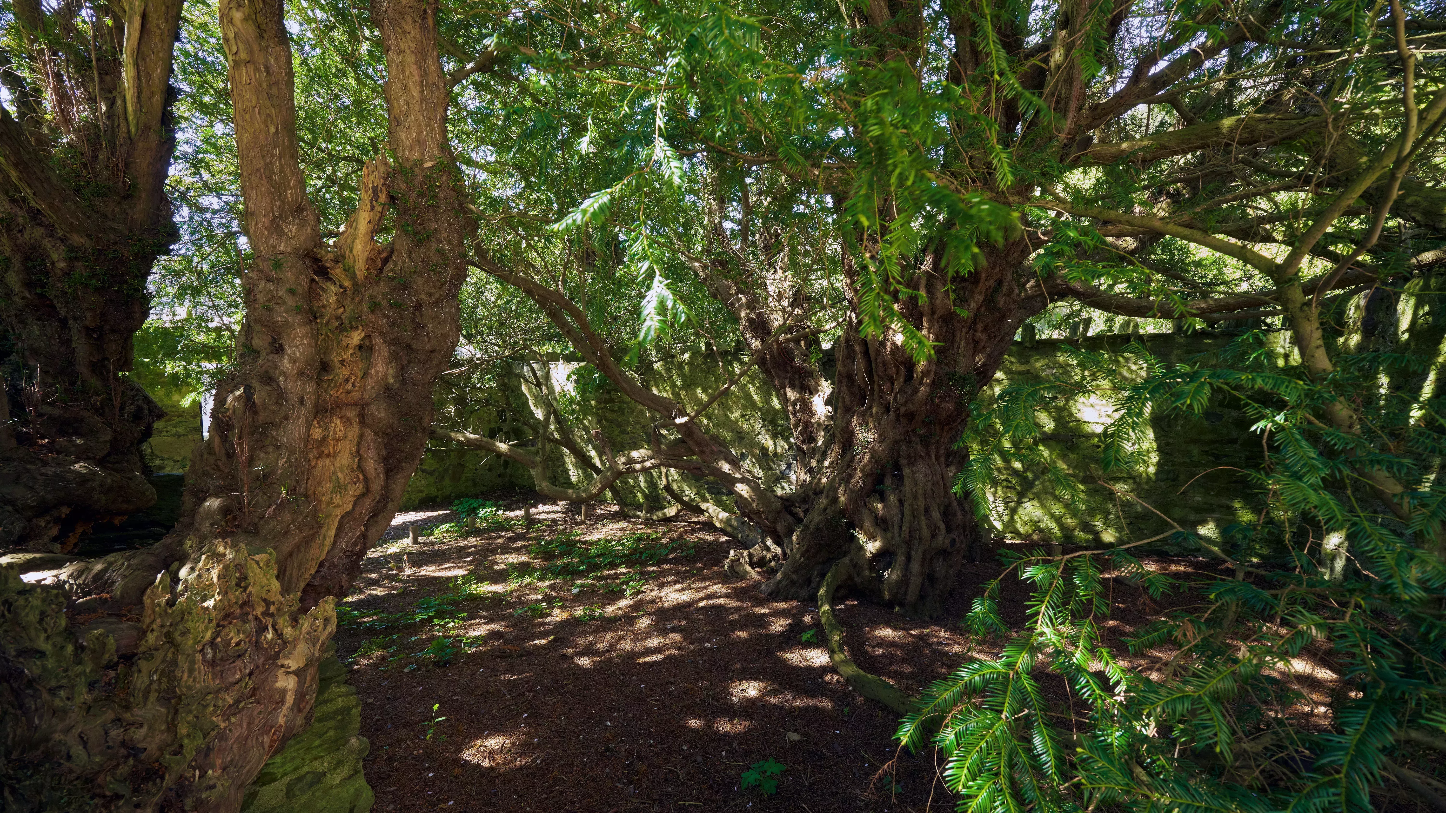 El árbol más viejo del mundo (y los 7 finalistas)