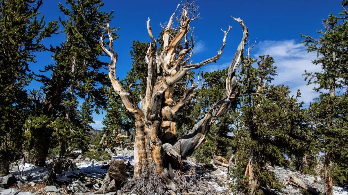 El árbol más viejo del mundo (y los 7 finalistas)