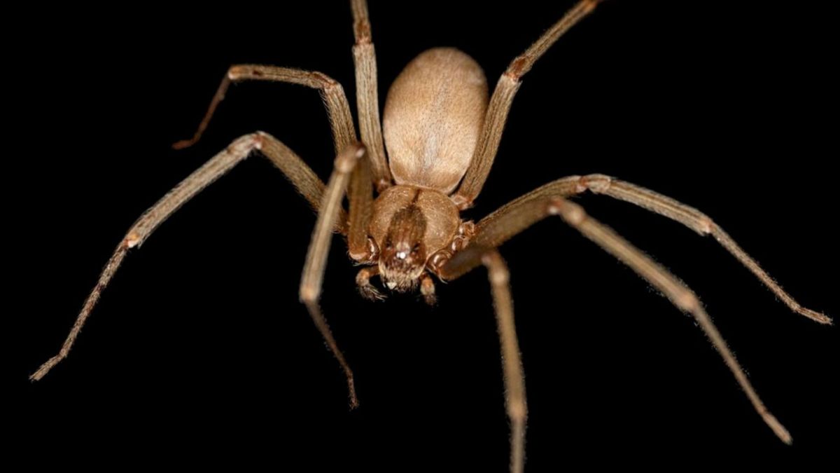 En un caso poco frecuente, un hombre desarrolla dolorosos coágulos sanguíneos en las venas profundas tras la picadura de una araña reclusa parda