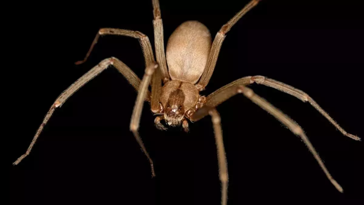 En un caso poco frecuente, un hombre desarrolla dolorosos coágulos sanguíneos en las venas profundas tras la picadura de una araña reclusa parda