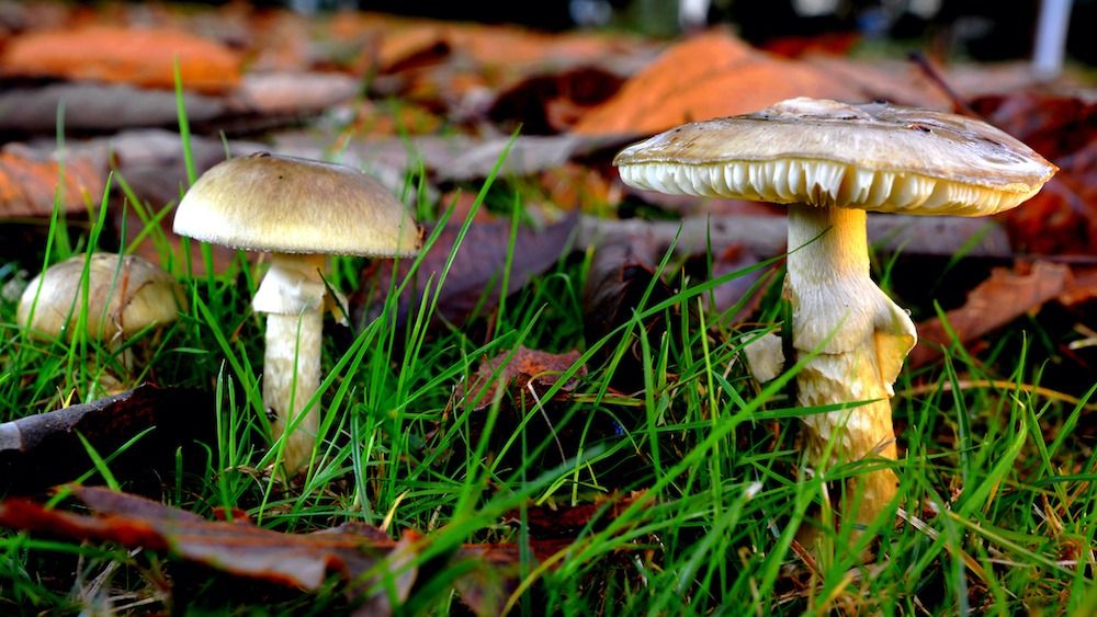 Los científicos descubren un posible antídoto contra el hongo más mortífero del mundo, el death caps Los científicos descubren un posible antídoto contra el hongo más mortífero del mundo, el death caps
