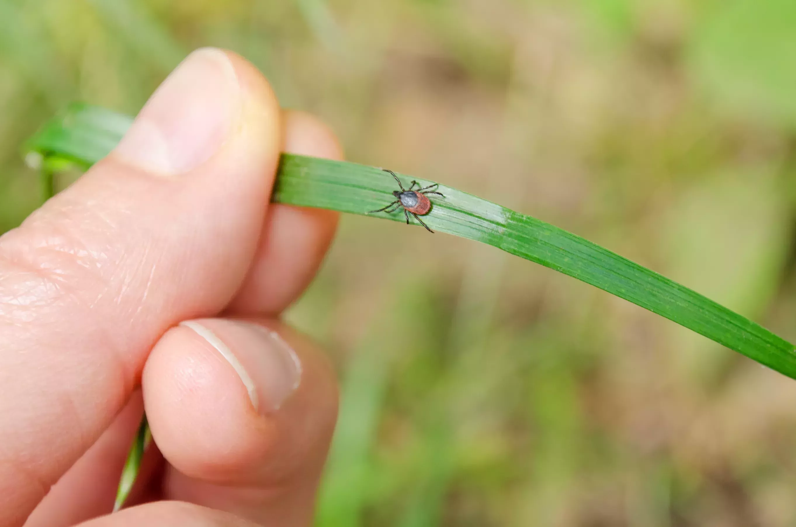 10 formas importantes de evitar las picaduras de garrapatas en verano