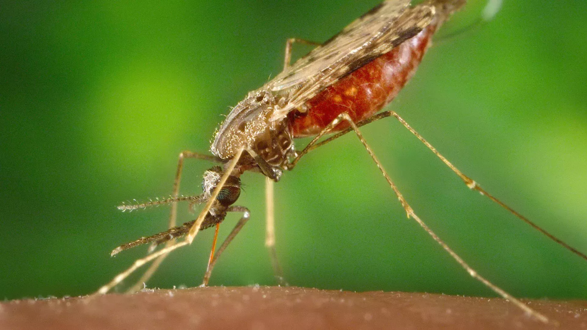 5 casos de malaria en Florida y Texas se adquirieron localmente, advierten los CDC
