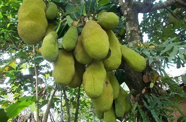 Cómo cocinar el jackfruit