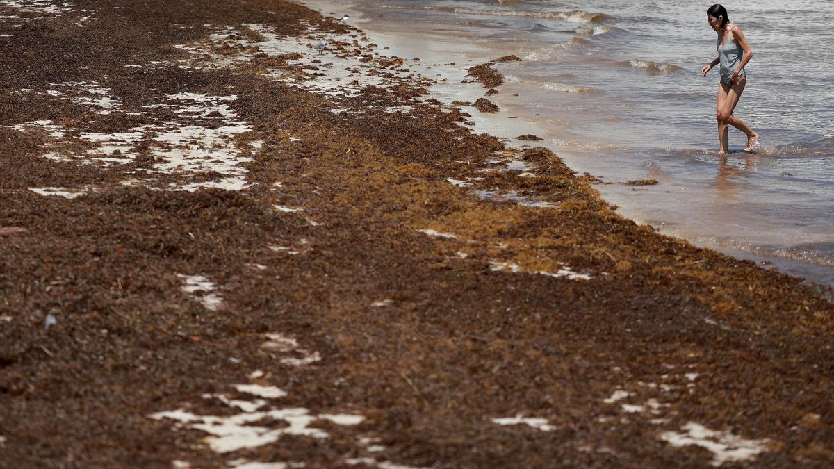 ¿Contiene realmente la gigantesca mancha de algas que se dirige a Florida bacterias "carnívoras"?