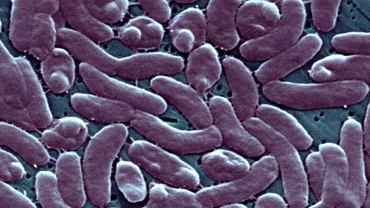 Alerta sanitaria de los CDC tras la muerte de 5 personas en la costa este por una bacteria 
