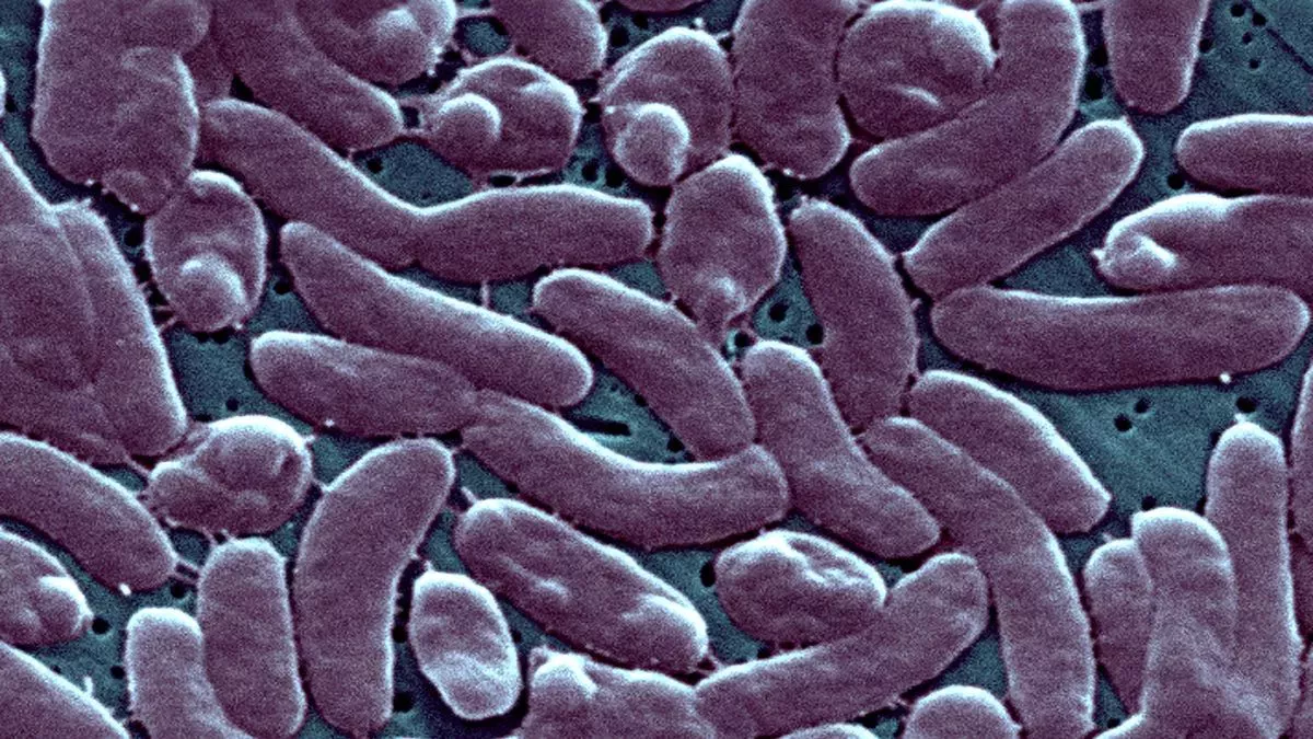 Alerta sanitaria de los CDC tras la muerte de 5 personas en la costa este por una bacteria