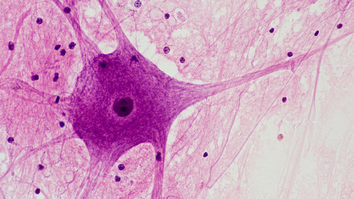 ¿Cuántas células hay en el cuerpo humano? Un nuevo estudio ofrece una respuesta.