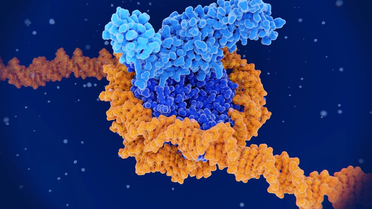 La "topografía" del ADN influye en la aparición de mutaciones cancerígenas