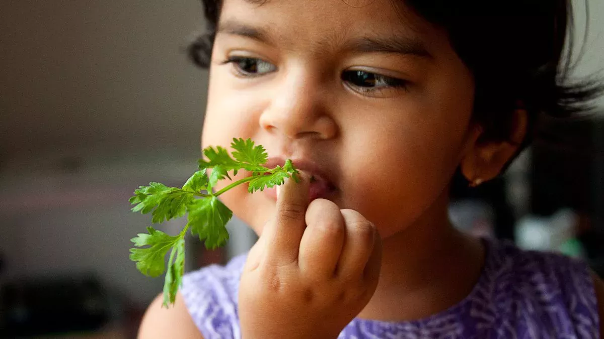 ¿Por qué algunas personas creen que el cilantro sabe a jabón?