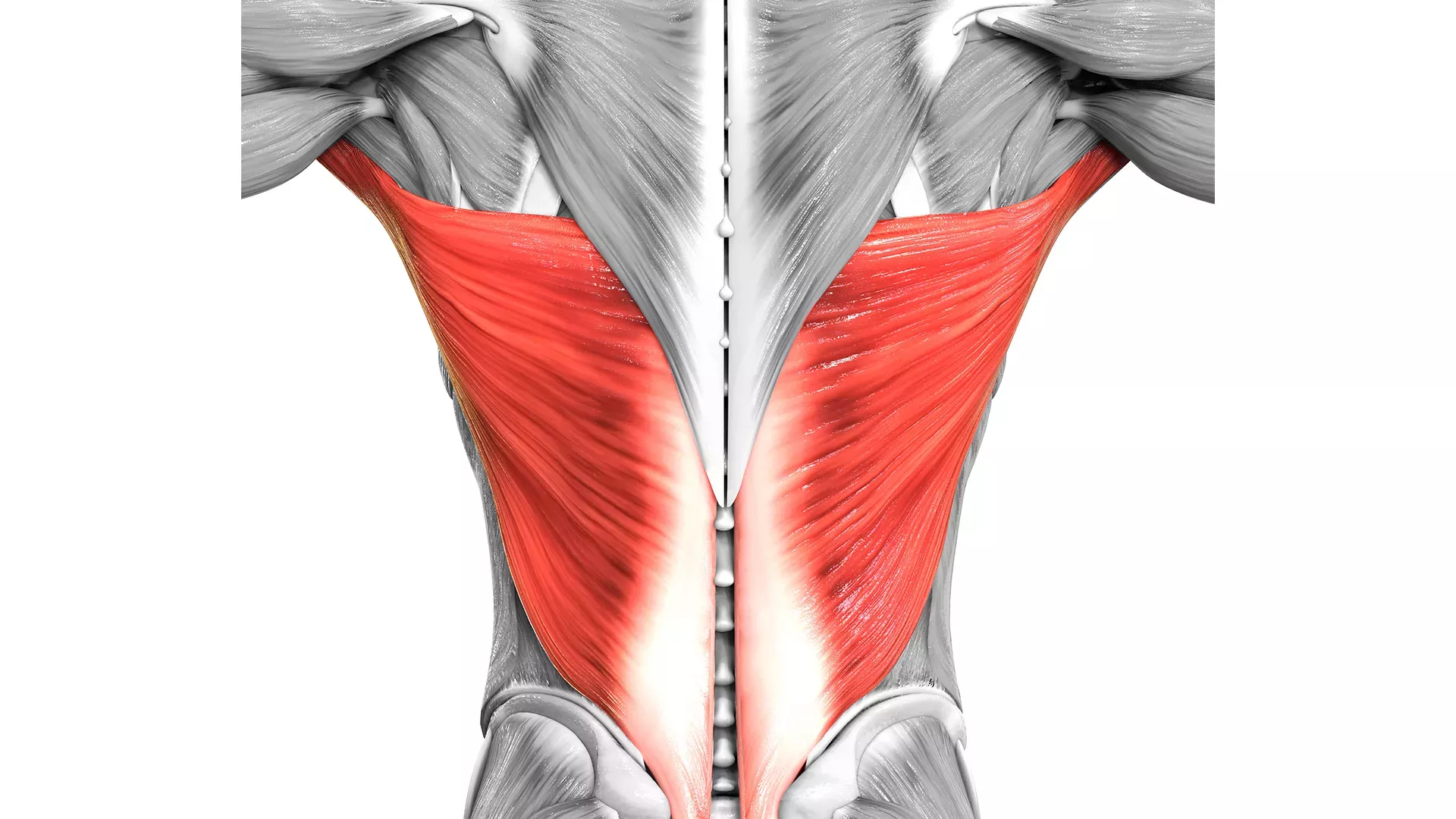 ¿Cuál es el músculo más grande del cuerpo y el más pequeño?