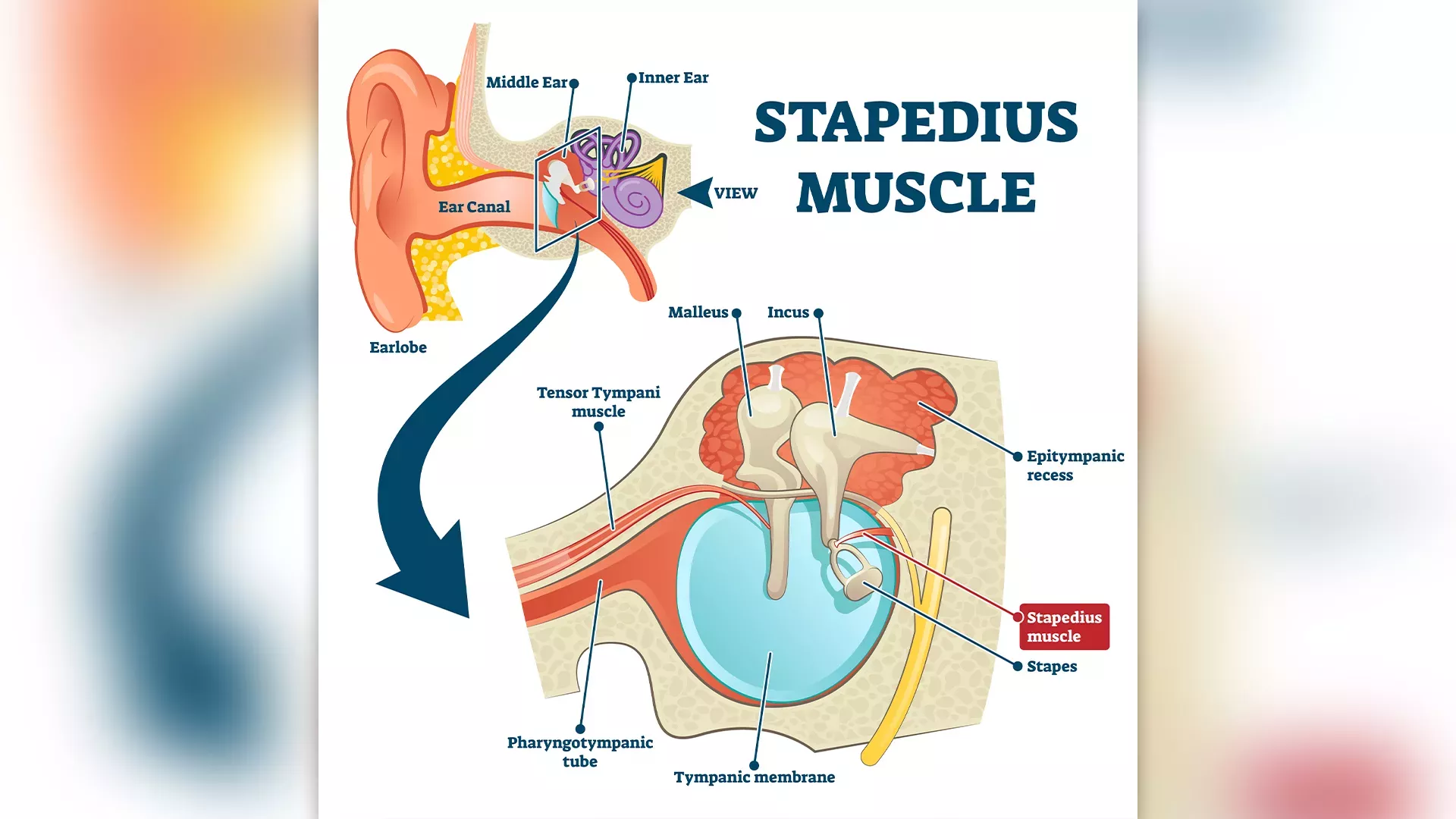 ¿Cuál es el músculo más grande del cuerpo y el más pequeño?