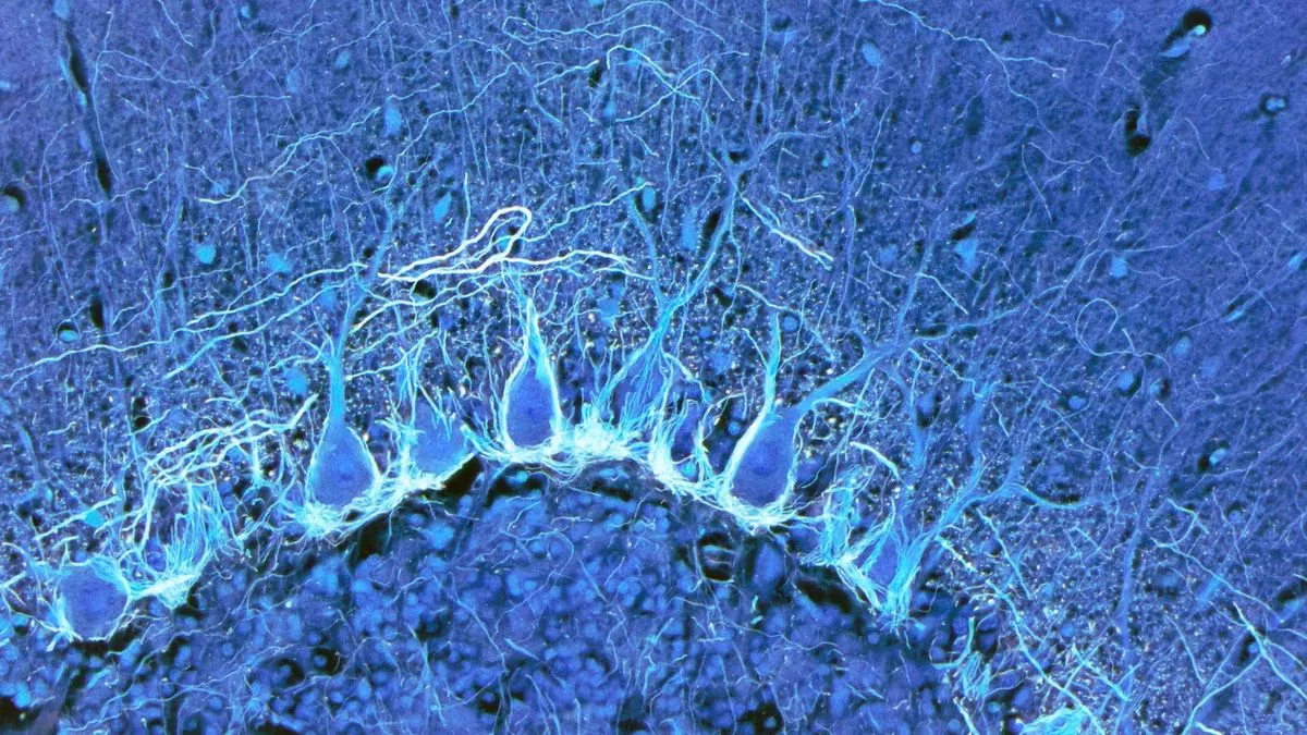 El mapa más detallado del cerebro humano contiene 3.300 tipos de células