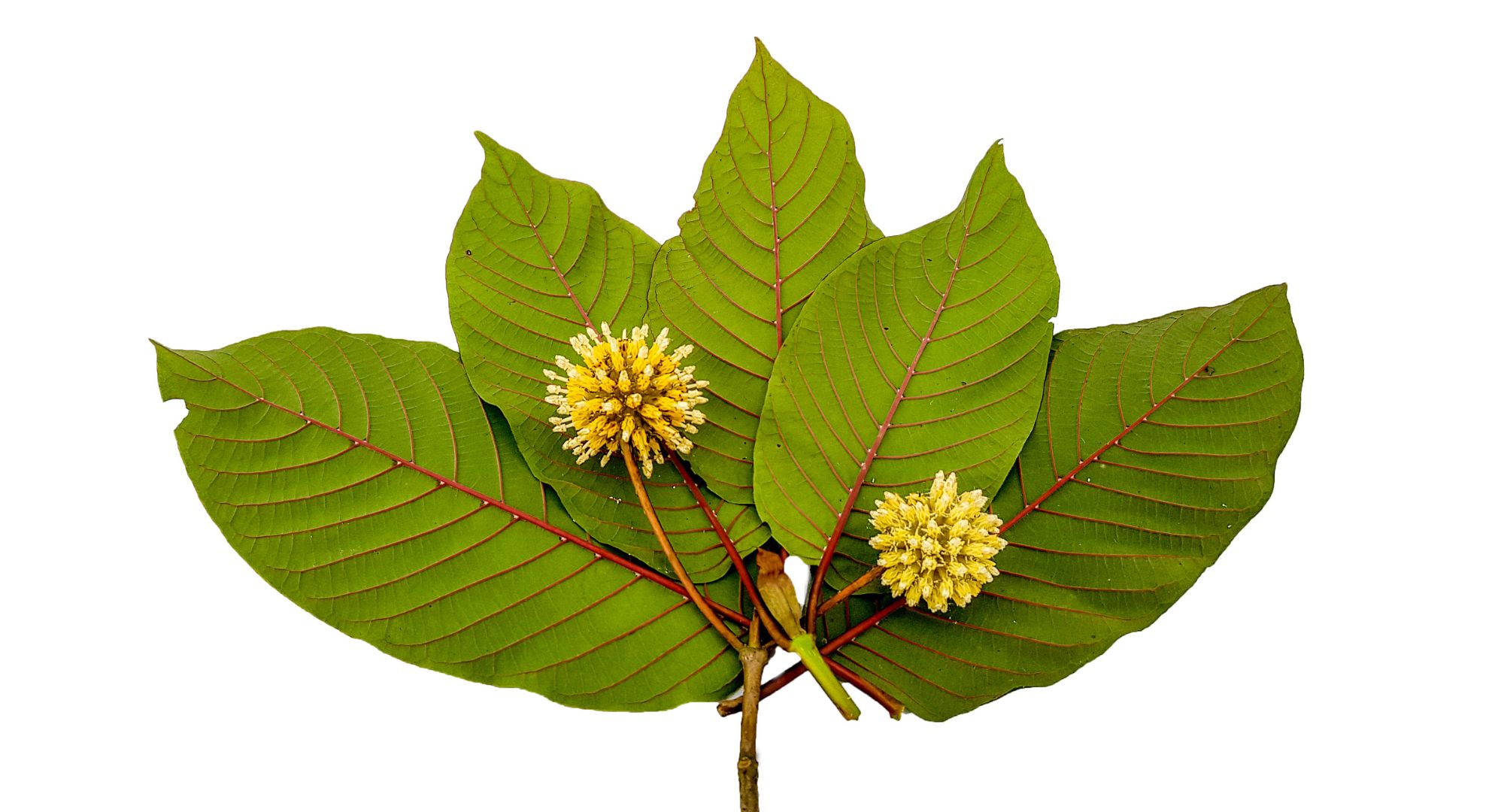 
		¿Qué es el Kratom? Todo lo que necesita saber
