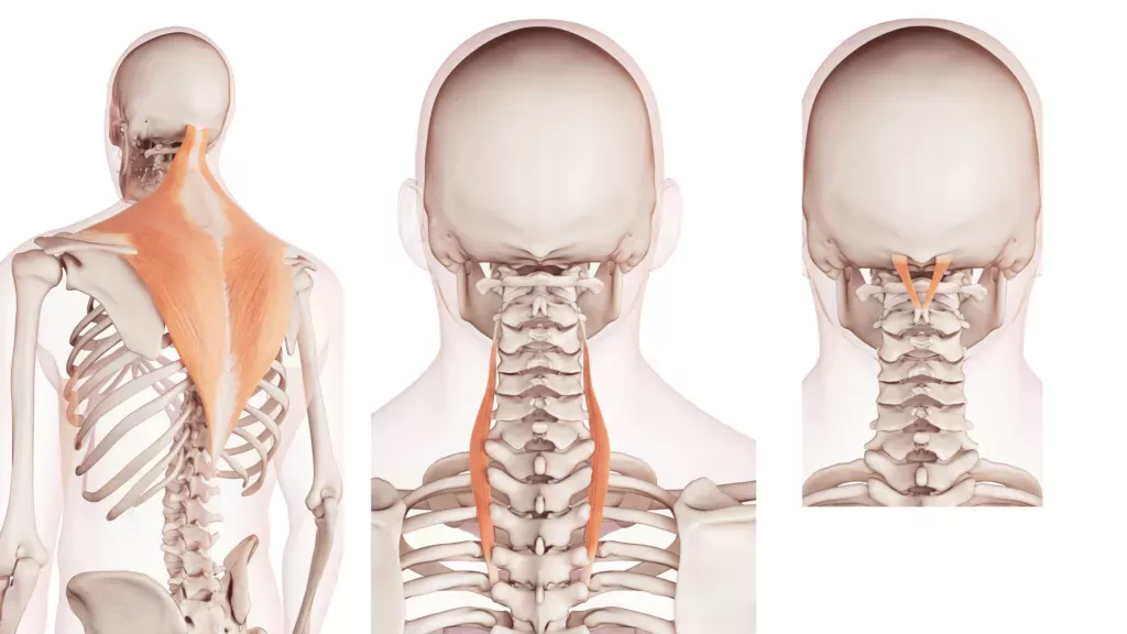 ¿Puede aliviar las cefaleas tensionales la práctica del yoga? La ciencia dice que sí. Esta práctica puede ayudar.