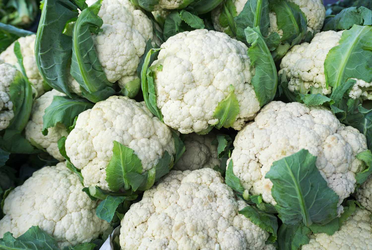 Coliflor