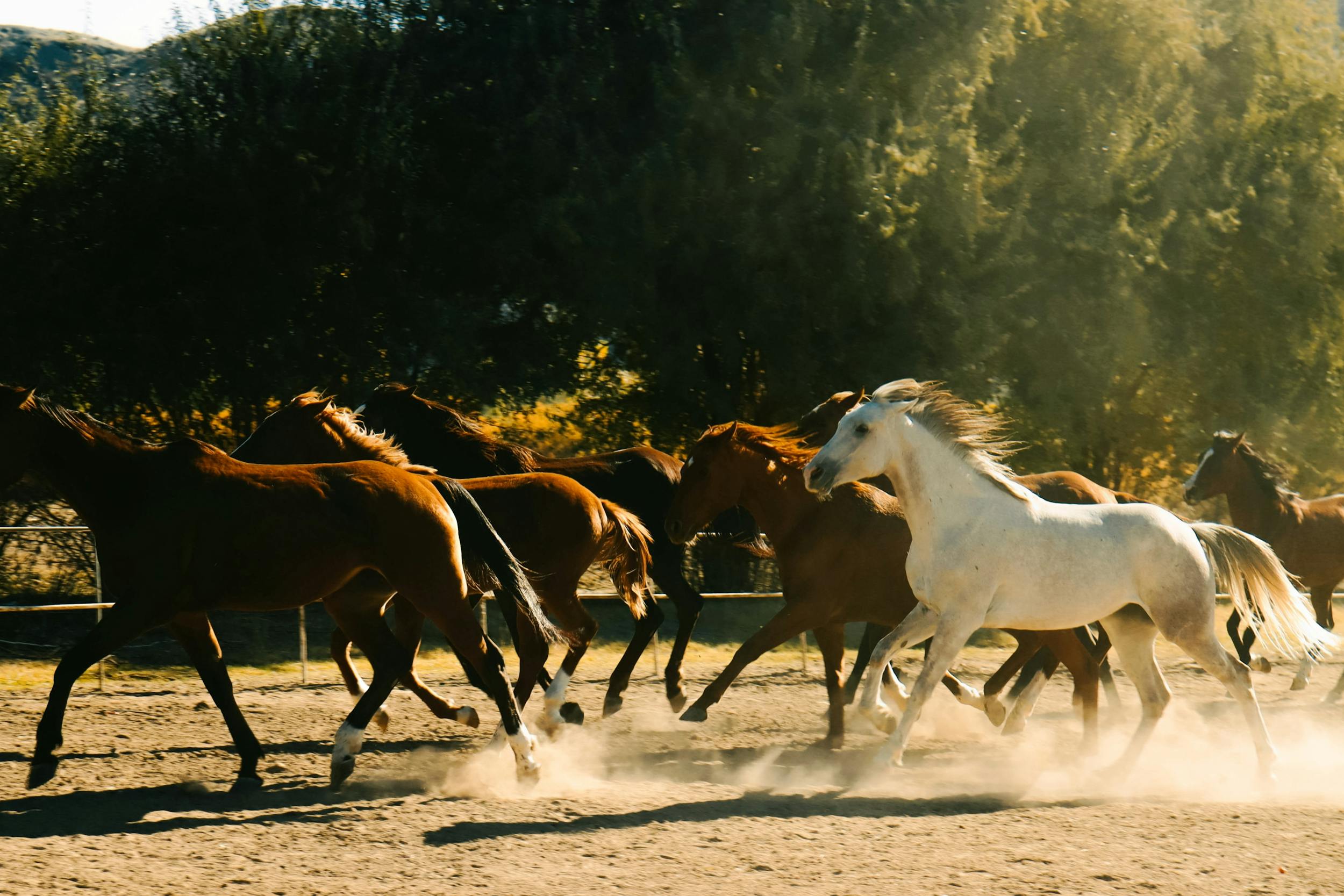 ÂżPuede un ser humano adelantar a un caballo en una carrera de larga distancia? Ăsta es la teorĂa.
ÂżPuede un ser humano adelantar a un caballo en una carrera de larga distancia? Ăsta es la teorĂa.