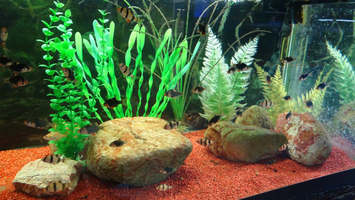 Una mujer limpió su acuario y terminó en el hospital