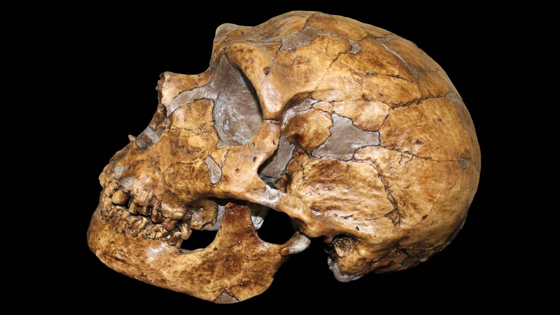 Cómo tu salud puede depender del ADN de nuestros ancestros lejanos