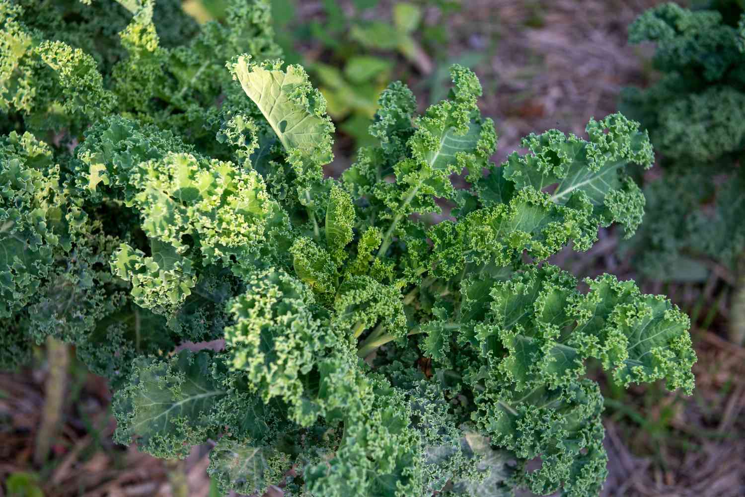 11 Verduras Ricas en Magnesio