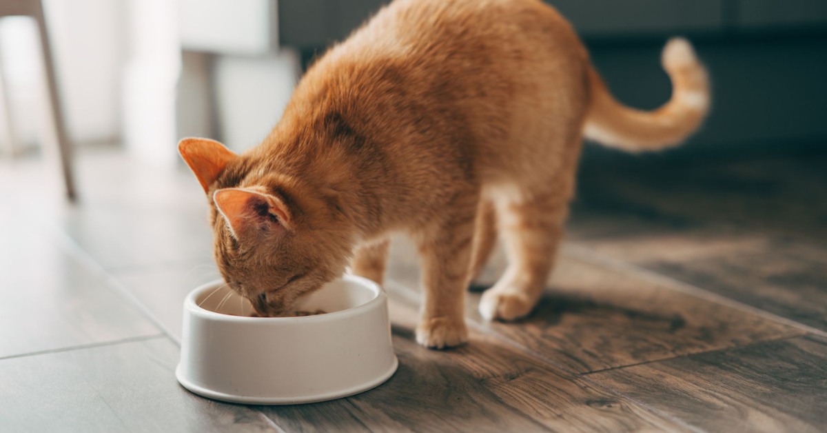FDA Anuncia Retiro de Alimento para Gatos por Riesgo de Gripe Aviar