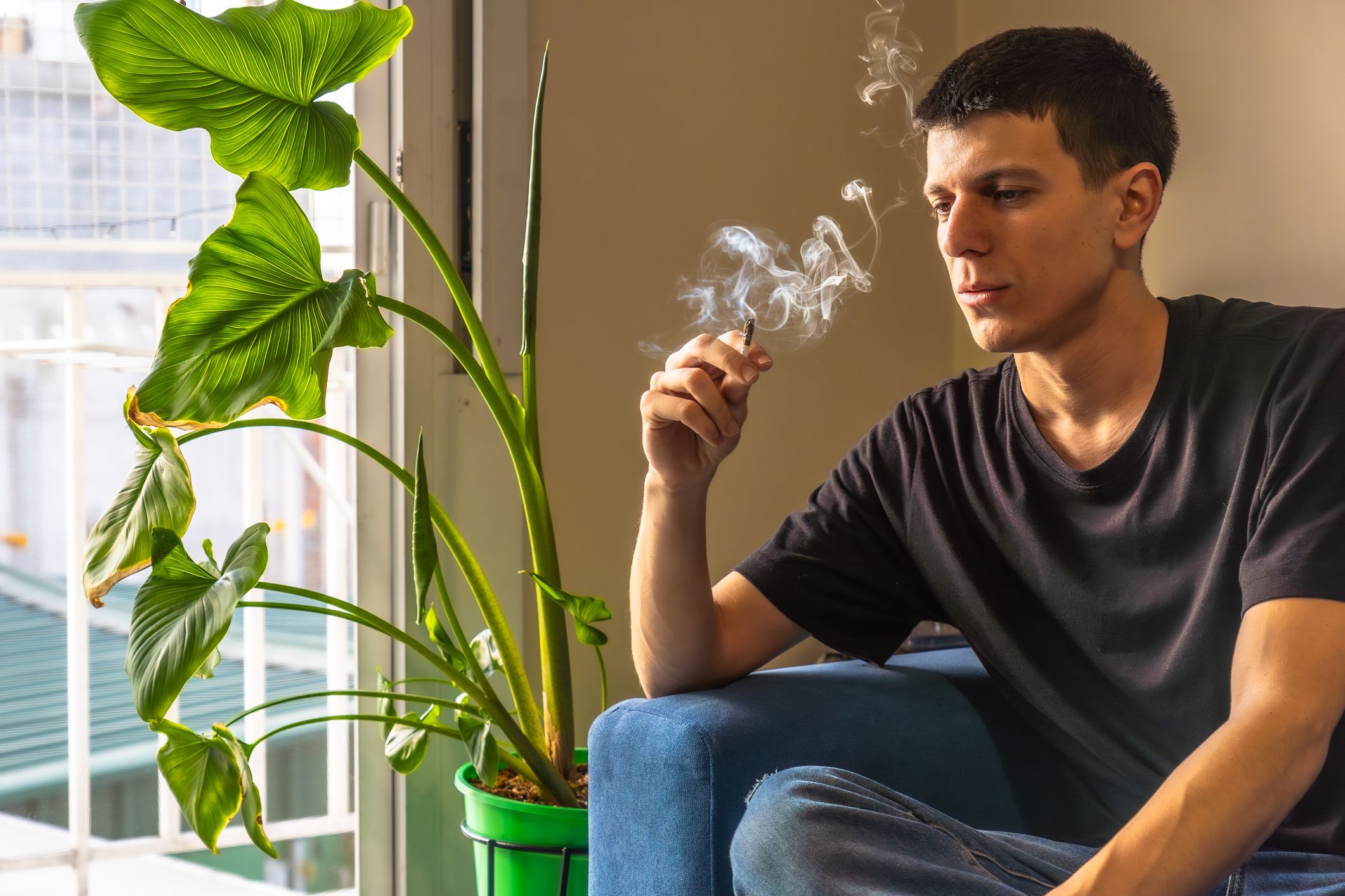Nuevos Estudios de Más de 75 Millones de Personas Relacionan el Cannabis con Ataques Cardíacos - Esto es lo que Debes Saber