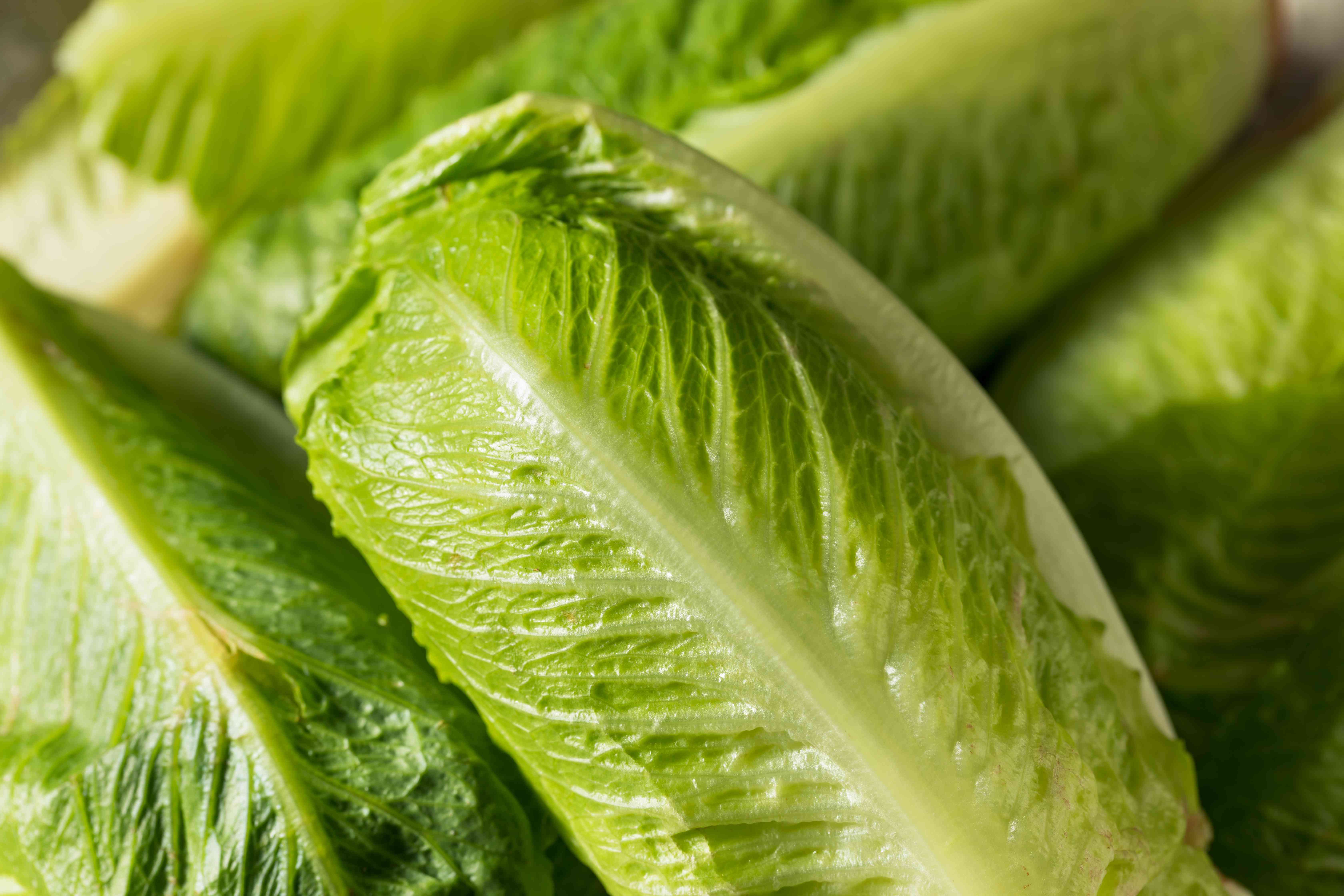Un brote de E. Coli en lechuga mató a 1 persona y enfermó a decenas—¿Por qué no dijo nada la FDA?