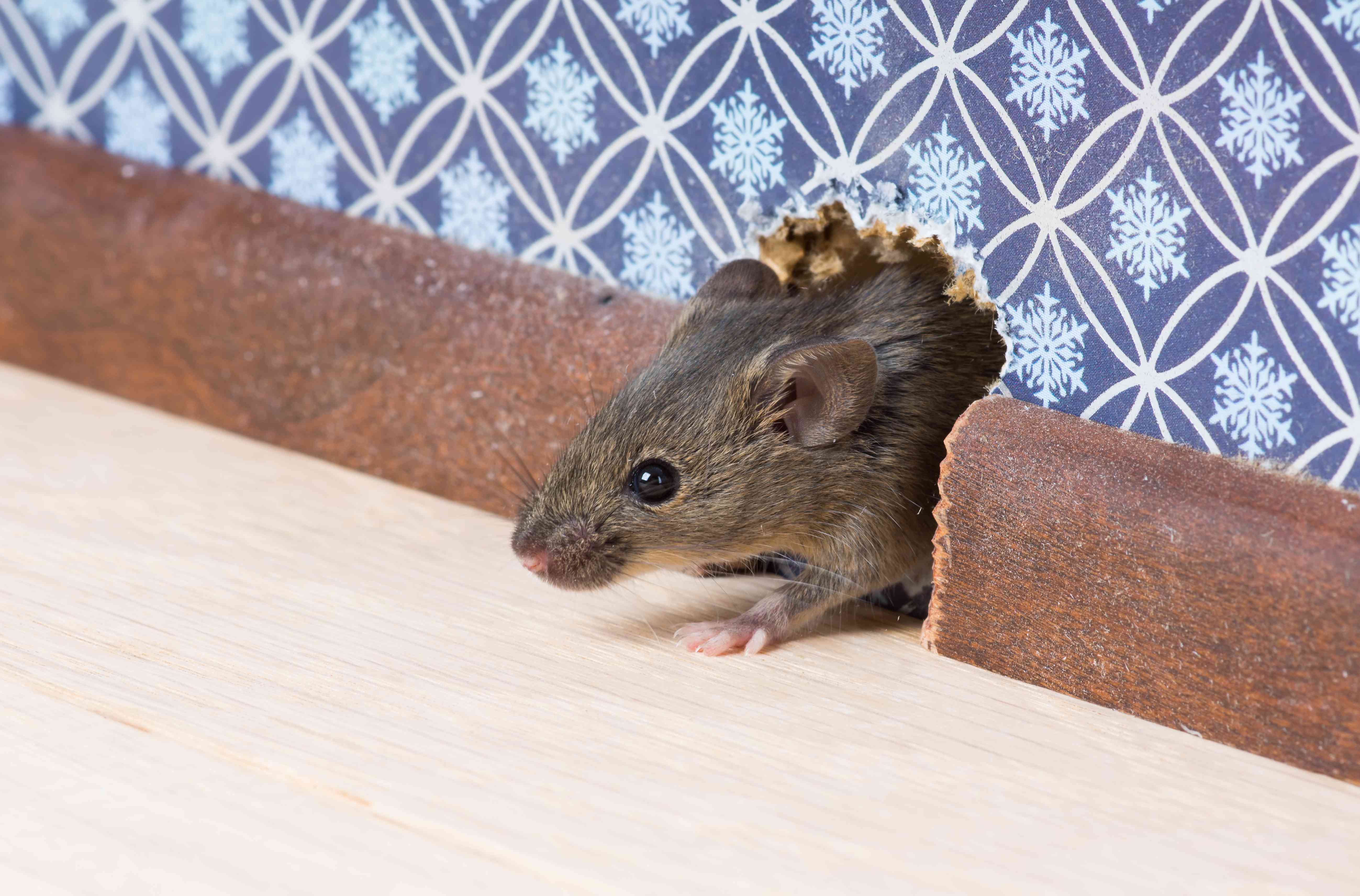 ¿Encontraste un ratón en tu hogar? Aquí está cuándo realmente debes preocuparte por el hantavirus