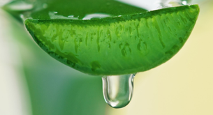 ¿Dónde comprar aloe vera?