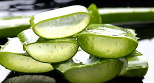 ¿Qué enfermedades cura la aloe vera?