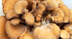 Los beneficios del hongo maitake