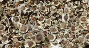 ¿Adelgazan las semillas de moringa?
