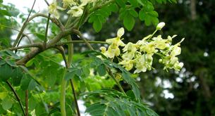 Mentiras de las semillas de moringa: ¿es tan milagrosa como dicen?