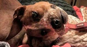 ¿Por qué es este perro “deforme”? La foto que trae de cabeza a Internet