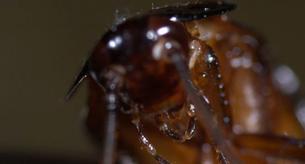 La leche de cucaracha podría ser el superalimento de 2018